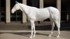 Mark Wallinger’s White Horse (2013) exhibited outside British Council Head Quarters, Spring Gardens, London. Image © Peter White
